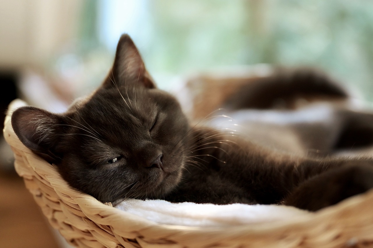 Britse Korthaar kitten