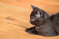Britse Korthaar kittens